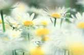 Festival of Ancestors (Chung Yeung Festival)